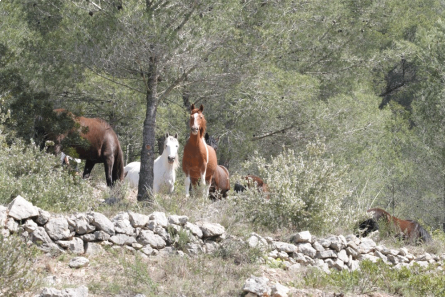 cavalls-lliures-al-parc